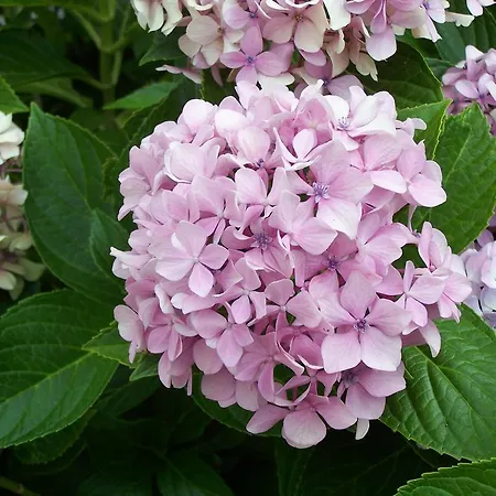 Diavatiko Hétvégi ház Sztemníca