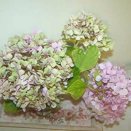 Diavatiko * Sztemníca