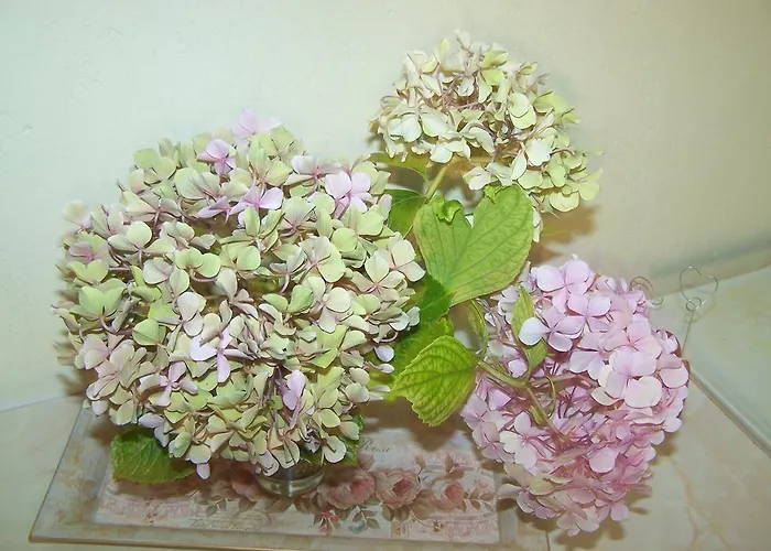 Diavatiko * Στεμνίτσα